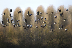 European Birdwatch 2020: Vogelzug bayernweit erleben