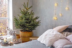 Alle Jahre wieder: Weihnachten mit einem lebenden Baum