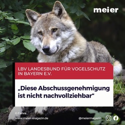 Der Bayerische Aktionsplan Wolf wird mit Füßen getreten