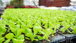 Rohkost und Salat direkt aus dem eigenen Garten