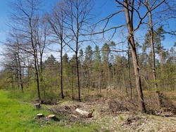 Trockenstress für den Wald - Klimawandel auch im Süden von Nürnberg ?