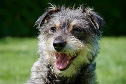Cookielein "bereits vermittelt" ein sehr freundliches und aufgeschlossenes Hundemädchen sucht eine neue Familie!