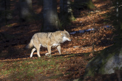 Zum Tag des Wolfes am 30. April – Förderrichtlinie für Herdenschutz endlich auch in Bayern