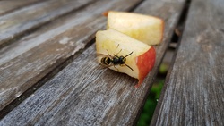 Sommerzeit ist Wespenzeit – doch keine Panik