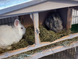 Dringend Pflegeplatz für Hasen/Kaninchen gesucht!
