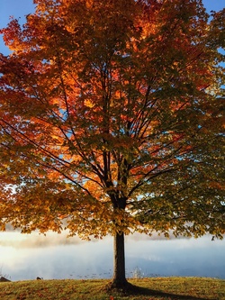 SeelenBild-Meditation Bäume als Symbol des Lebens