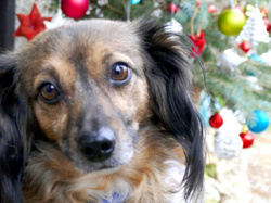 “Wünsch-Dir-Was”-Weihnachtsbaum zugunsten der Tierhilfe Franken e.V.