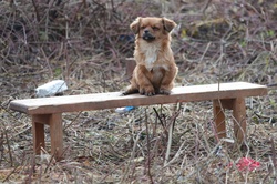 Tierhilfe Franken e.V. - Erdbebenhilfe für Hunde in Kroation