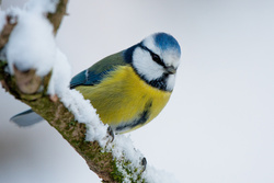 Rekordbeteiligung bei der „Stunde der Wintervögel“