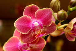 Orchideenpflege ist keine Zauberei - Tipps von Blumen Schwarz aus Schwabach
