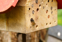 Artenschutz vor der Haustür: Wildbienen jetzt unterstützen