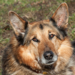 Bondi "bereits vermittelt" ein herzensguter, liebenswerter Hundemann - sucht dringend ein endgültiges Zuhause!