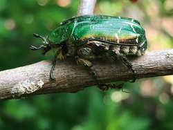 Gartengeschichten: Von tollen Käfern und welchen, die es noch werden wollen