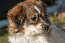 Elodie "bereits vermittelt" ein bezauberndes junges Hundemädl, sucht eine nette Familie in ländlicher Gegend!