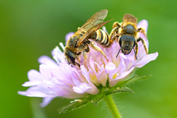 Kinofilm rund ums Volksbegehren: „Ein Himmel voller Bienen“ – morgen Weltbienentag
