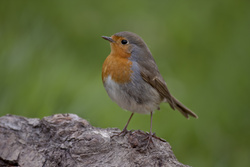 Stunde der Gartenvögel: Naturnahe Gärten ein Gewinn für Vögel