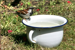 Jetzt Wasserstelle für Vögel im Garten aufstellen