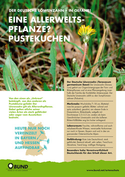 Art des Monats: Deutscher Löwenzahn – keine Allerweltspflanze