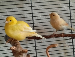 Zwei Kanarienvögel suchen ein neues Zuhause-