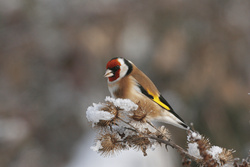 Winterliches Gezwitscher: Vögel richtig füttern