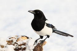Endergebnis Stunde der Wintervögel 2022: Diese Wintervögel sind typisch für Bayerns Gärten