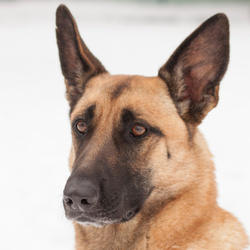 Vega "bereits vermittelt" eine menschenbezogene Hundedame, sucht ein aktives neues Zuhause!