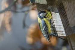 Vögel auf Wohnungssuche – jetzt Nistkästen aufhängen