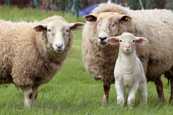 Lamm und Ziege – besondere Delikatessen aus der Region