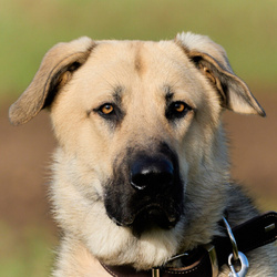 Big Ares "Bereits vermittelt" ein freundlicher, stattlicher Hundebub sucht ein Zuhause in ländlicher Gegend!