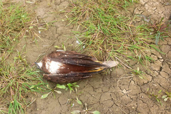 Zahlreiche vergiftete Greifvögel und Köder gefunden