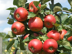Tag des Deutschen Apfels am 11. Januar