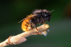 Insektenschutz im eigenen Garten – Nisthilfen für Wildbienen!