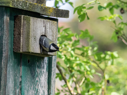 Zimmer gesucht: jetzt Nistkästen für Vögel aufhängen