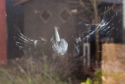 Vögel vor Glasscheiben schützen: LBV will Unsichtbares sichtbar machen