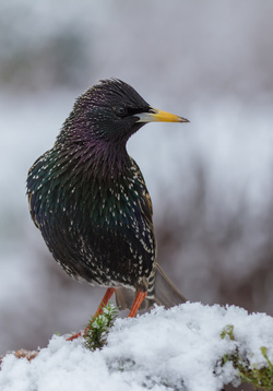Erster Schnee in Bayern: jetzt Wintervögel füttern