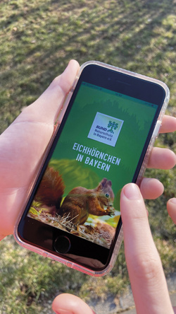 Eichhörnchen in Bayern – die neue App ist da