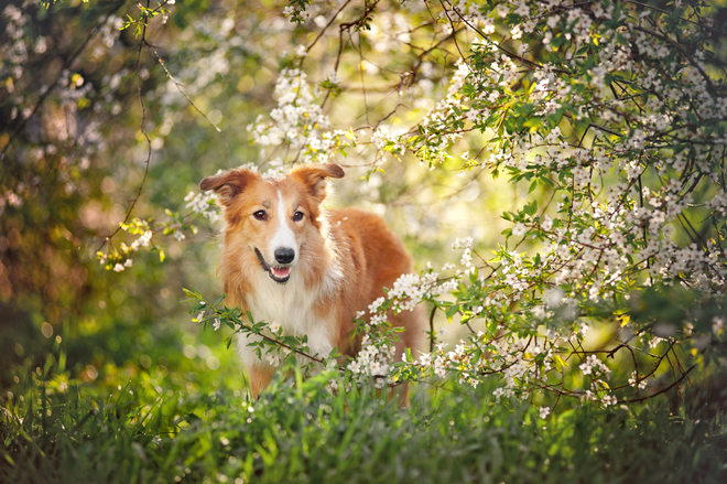 Hunde haben auch Frühlingsgefühle