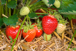 Erdbeeren – am besten frisch vom Feld !