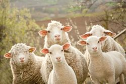 Pflegetipps für Schaf und Co.