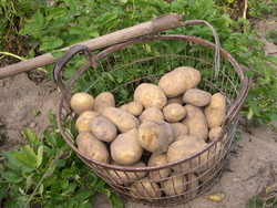 Die Kartoffel ist das „Herbstprodukt“