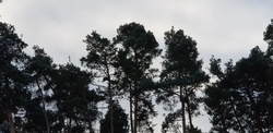 Petition für Wendelstein: Jeder Baum zählt - Rettet den Wald