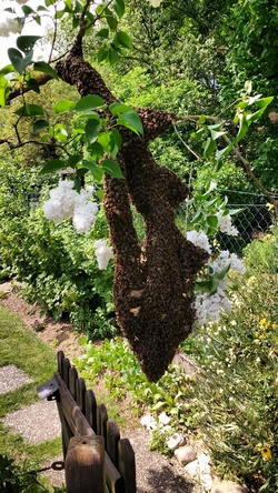 Im Mai und Juni schwärmen die Bienen
