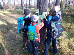 An drei Vormittagen Waldexkursion mit drei Klassen der Schwanstettener Grundschule