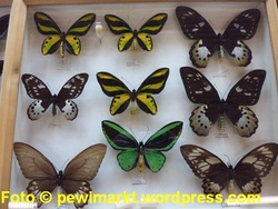 Schmetterlings- und Käferausstellung Solnhofen