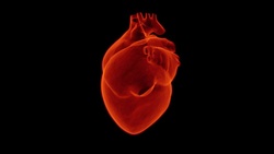 Plötzlicher Herztod - Wie kann ich ihn verhindern?