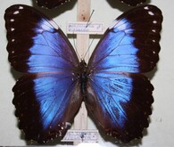 Schmetterlings- und Käferausstellung in Solnhofen