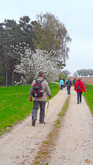 Tageswanderung Zur Kirschblüte ins Herz der „Fränkischen“